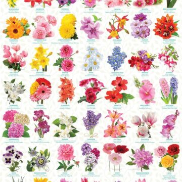 The Language of Flowers 1,000 piece Jigsaw Puzzle